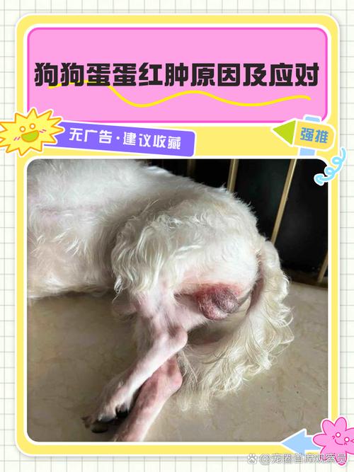 蛋蛋宠物缩略图