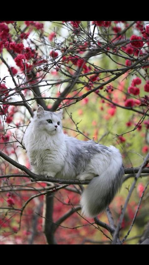 家庭养猫什么品种好