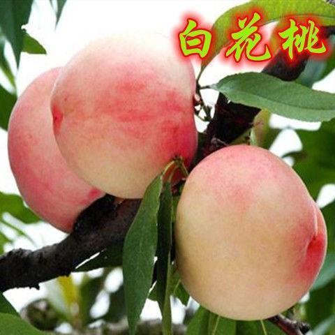 白花桃和水蜜桃的区别图标