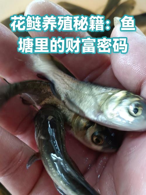 鱼塘app赚钱缩略图