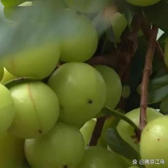 我的第一个果子是酸的阅读答案