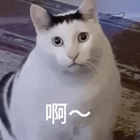 meme猫表情包动图缩略图