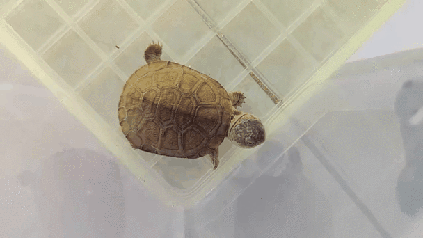 巴西龟叫唤是怎么回事