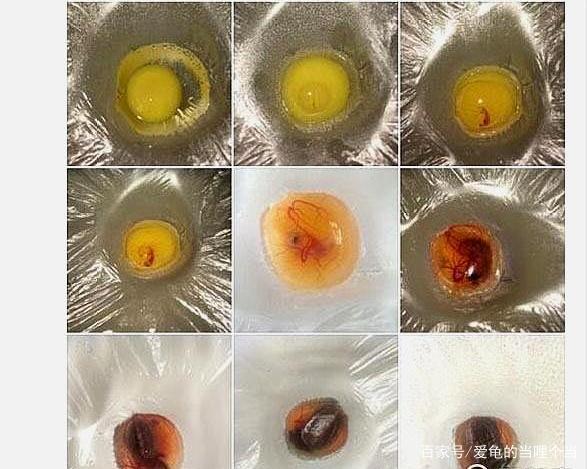 乌龟蛋怎么孵化游戏截图