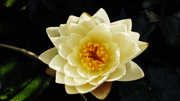 白莲花的花语和寓意游戏截图