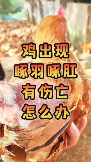 鸡啄毛的最好解决办法缩略图