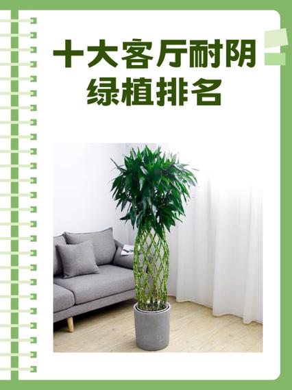 耐阴绿植有哪些