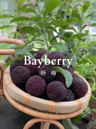 杨梅英语游戏截图
