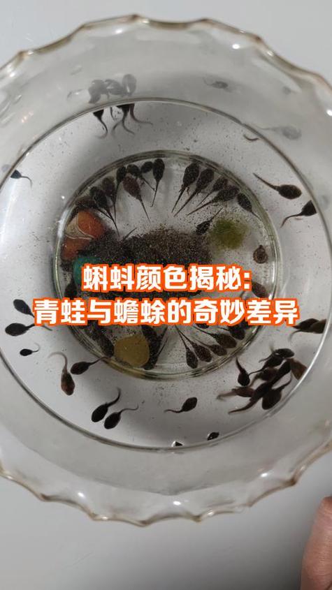 蝌蚪的天敌有哪些
