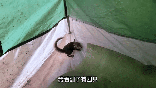 小松鼠壁挂炉热水温控调节