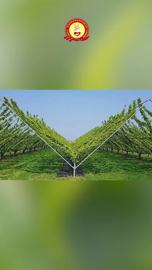 迷你世界自动农场教程图标