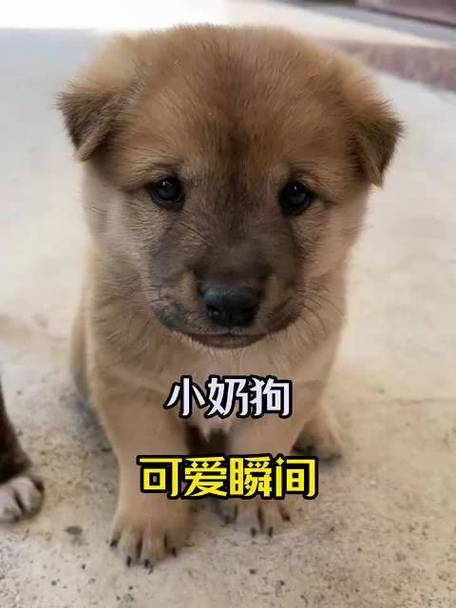 小奶狗ios游戏截图