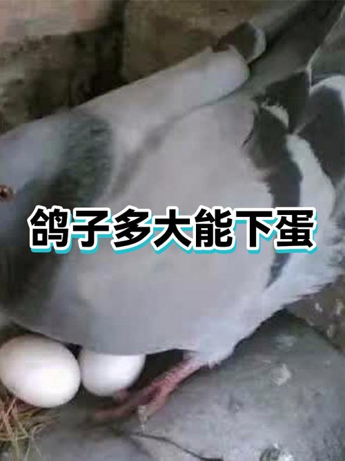 湛江鸽咕咕农场门票缩略图