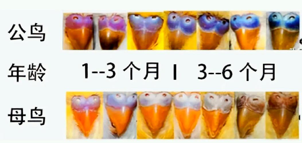 虎皮鹦鹉会认主人吗图标