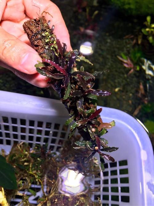 南美水族论坛app下载缩略图
