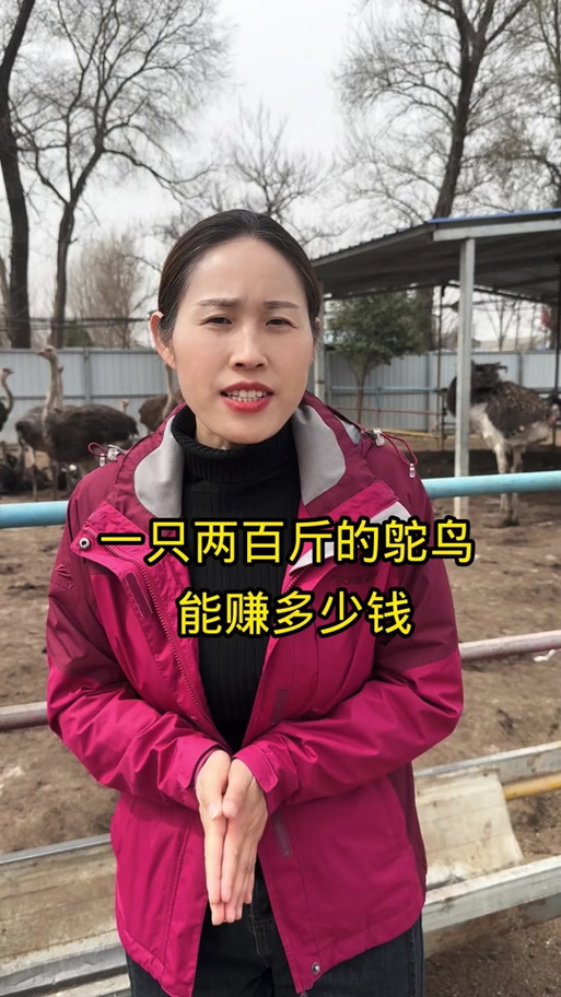 养鸵鸟10只一年利润多少缩略图