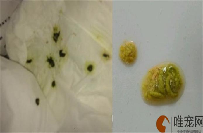 玄凤下蛋前的粪便图片图标