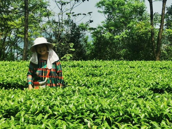 幸福茶园赚钱正版缩略图