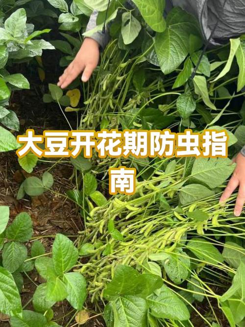 黄豆的种类及图片大全缩略图