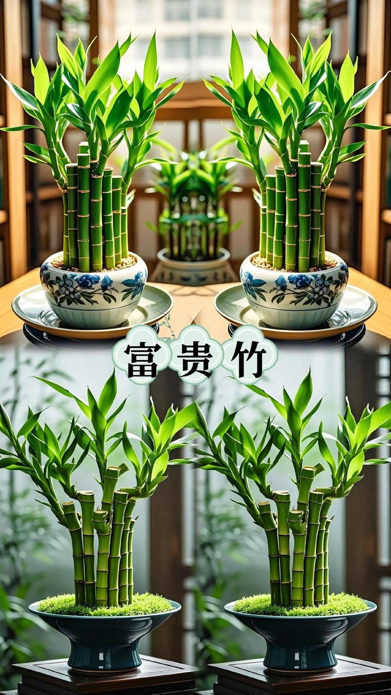 富贵竹的图片缩略图