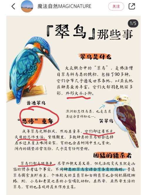 翠鸟阅读理解及答案缩略图