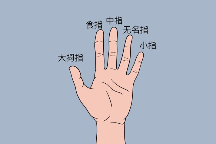 四指是哪个手指