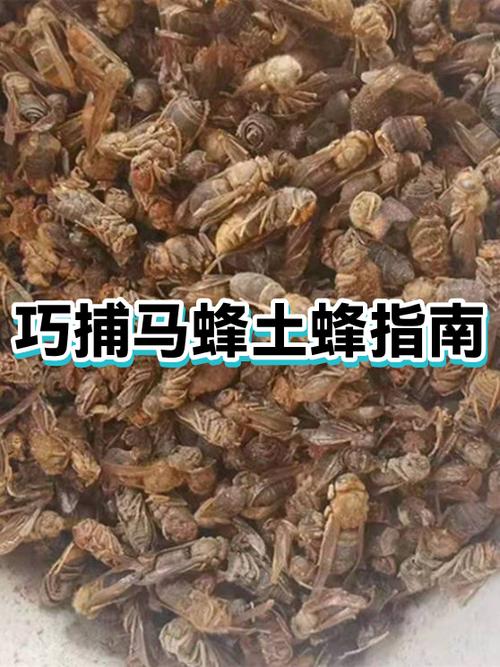 土蜂养殖方法经验