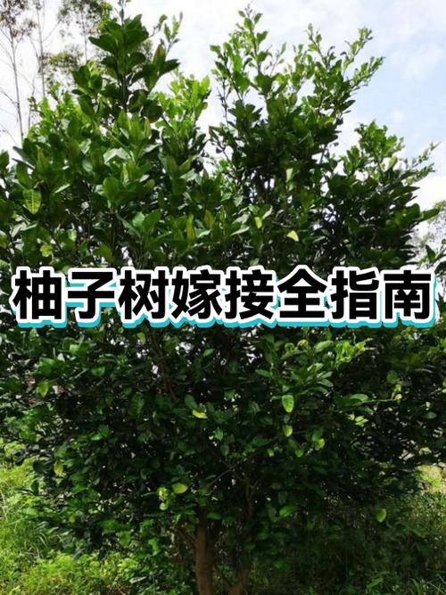 柚子秋季嫁接方法视频缩略图