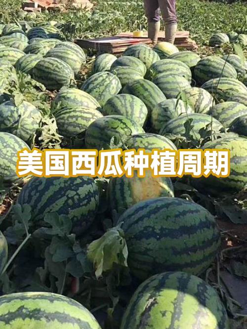 美国能量咖啡总代官方西瓜2
