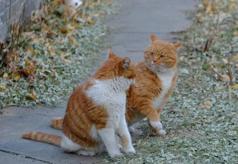 猫咪社交缩略图