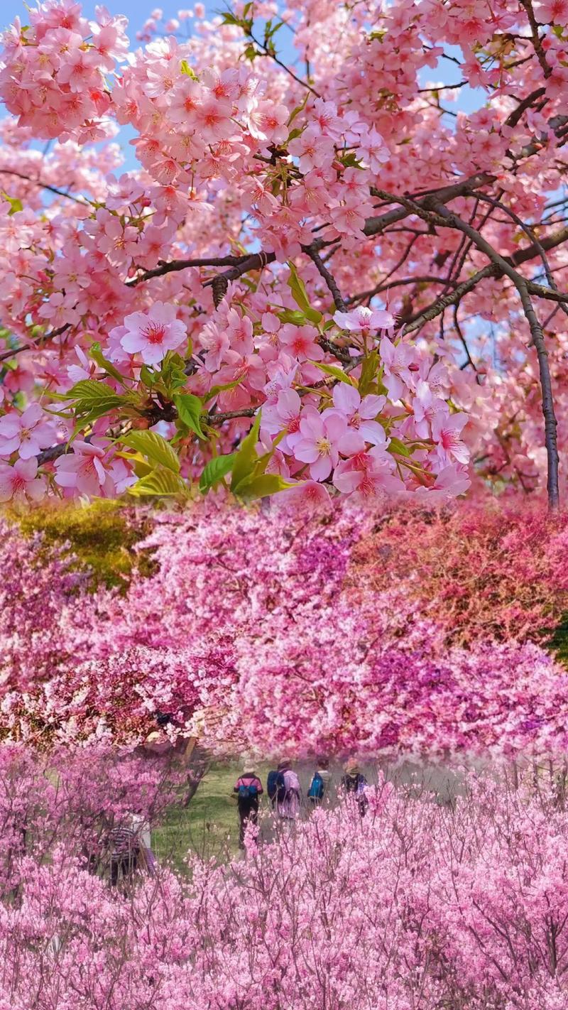 桃花视频素材缩略图