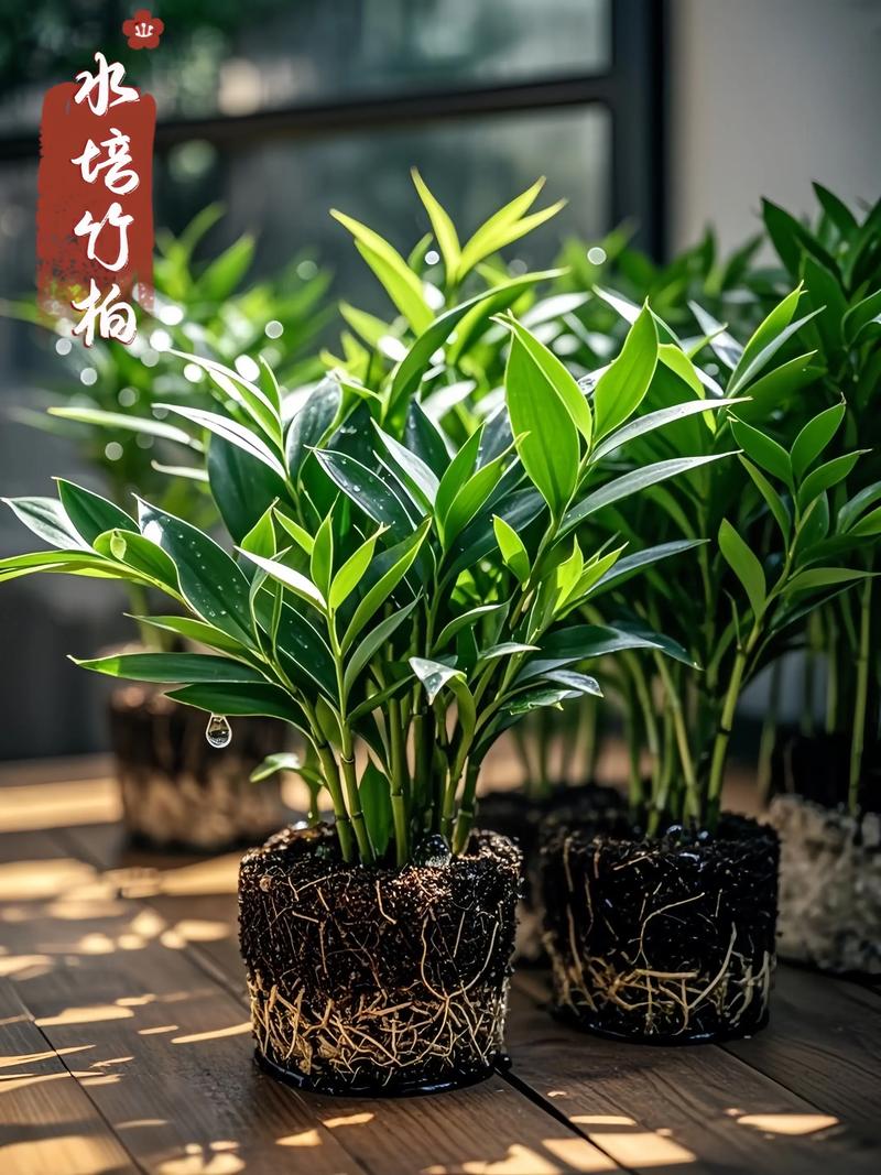水培竹子缩略图