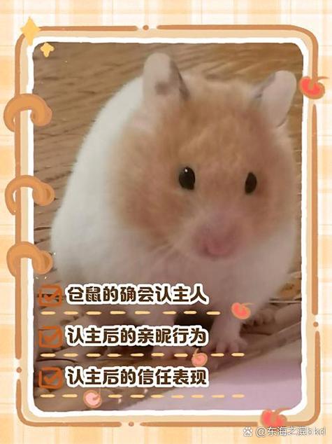 仓鼠会想念主人吗缩略图