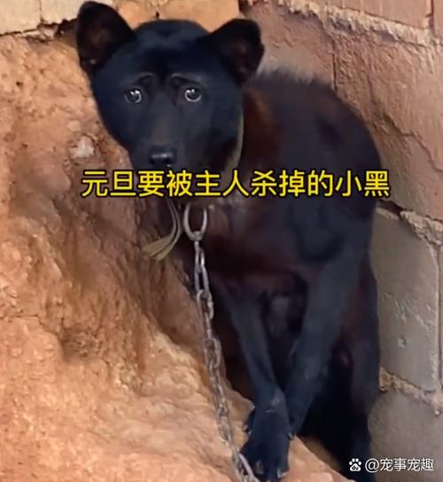 宠物短视频脚本