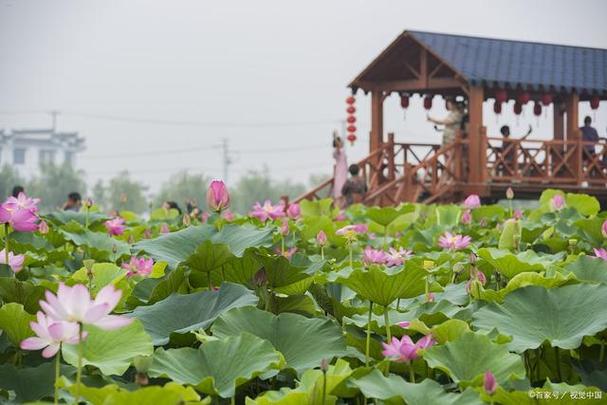 荷花小镇赚钱缩略图