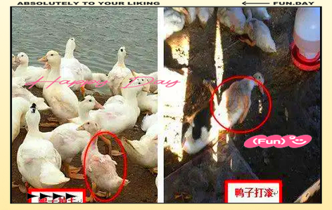鹅黄病毒的症状与治疗