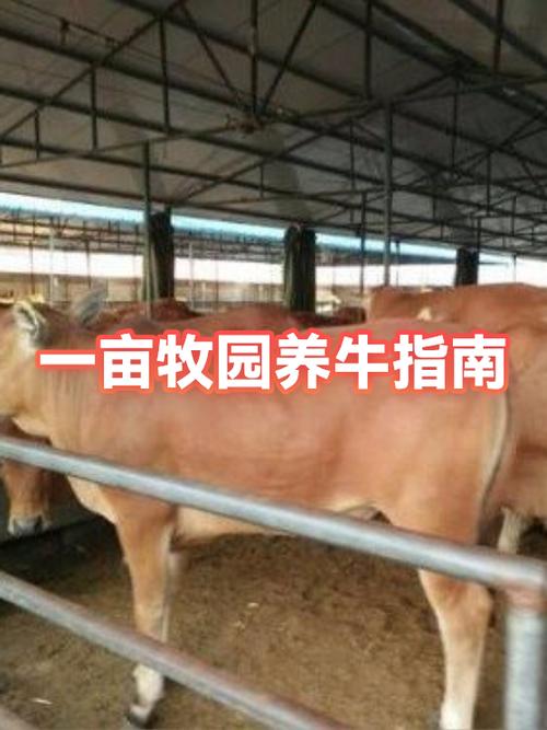一亩牧场能养多少牛缩略图
