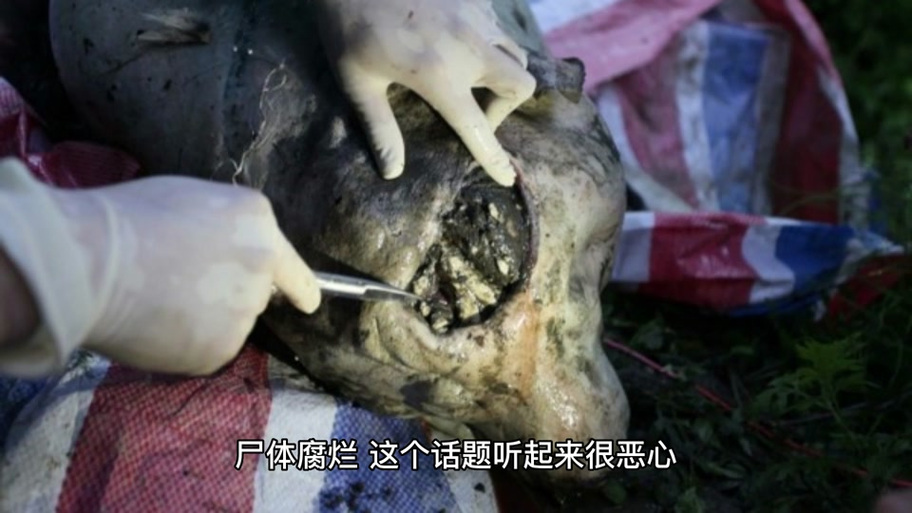 尸变图鉴高清图片图标