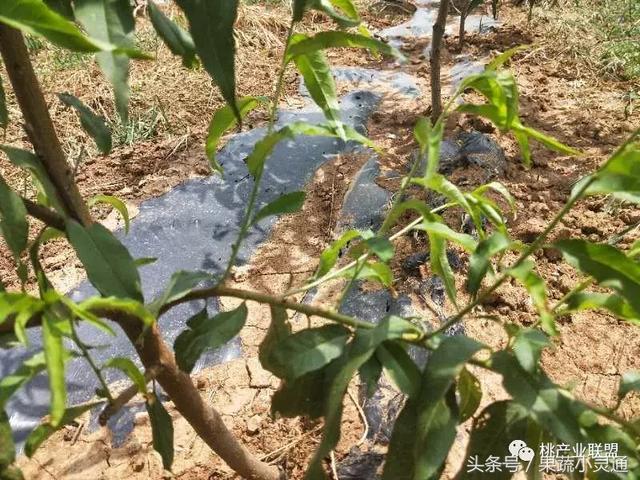 桃树种子快速发芽