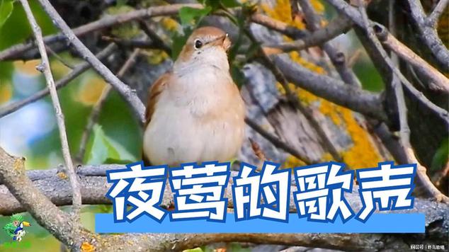 夜莺比喻什么样的人缩略图