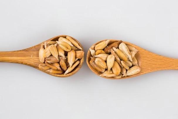 小仓鼠能吃面包吗?缩略图