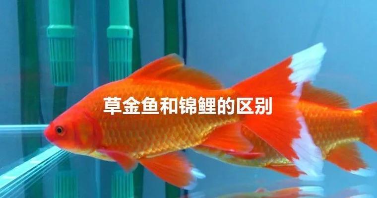 锦鲤和锦鲫哪个好养游戏截图