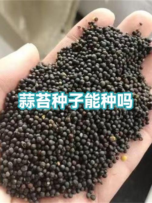 蒜苔的种子是什么样的