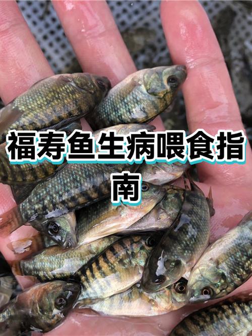 鱼几天喂一次比较好缩略图