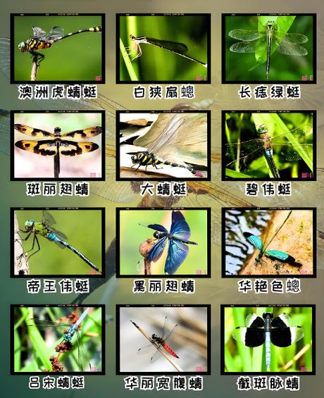 蜻蜓有多少种类和图片游戏截图