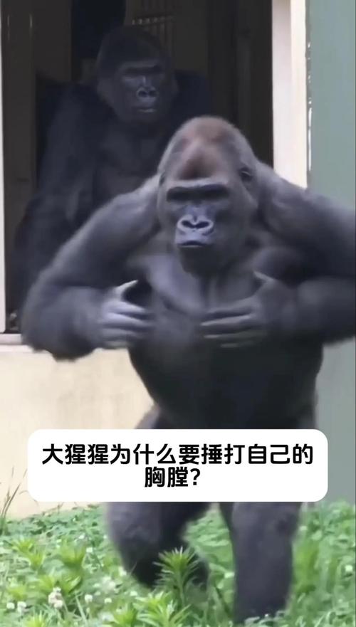 猩猩助手转发