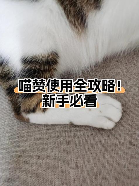 类似于喵赞的APP游戏截图