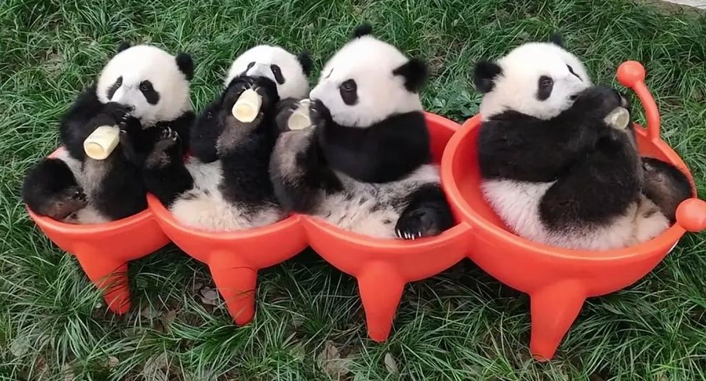 一起养熊猫缩略图