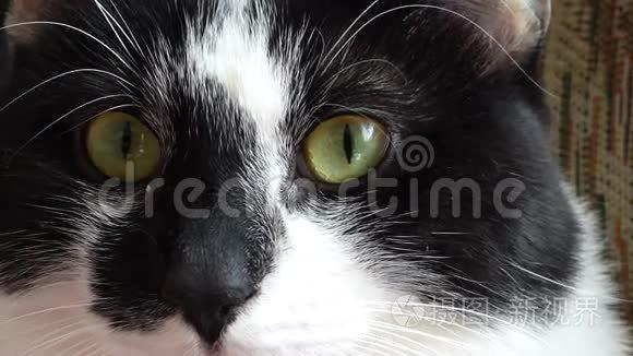 猫眼短视频图标