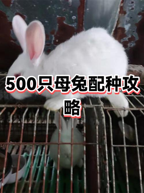 母免配种配几回